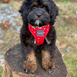 Cavapoo and Cockapoo Puppies from Heavenly puppies to love