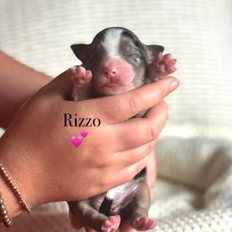 Rizzo - Blue merle female Australian Shepherd puppy in Uvalda, Georgia from Happy Ours Australian Shepherds