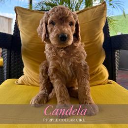 Candela - Red  female Goldendoodle puppy in Miami, Florida from Kalidoodlee