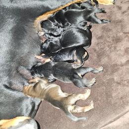 Black Male 2 - Black male German Pinscher puppy in Chatham, Virginia from WMHK9/Roolyn German Pinschers
