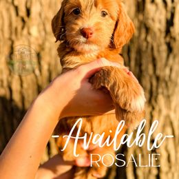 Rosalie - Red  female Goldendoodle puppy in Ocoee, Tennessee from Liberty Creek Farms