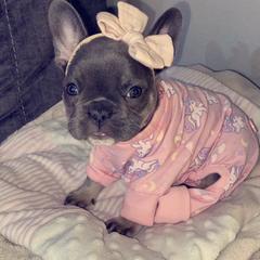 French Bulldog Puppies from NC French Kiss-A-Bulls