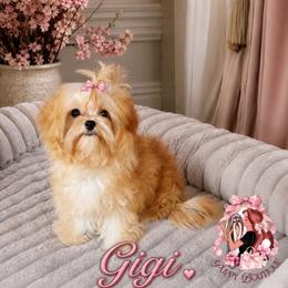 Gigi - Maltipoo