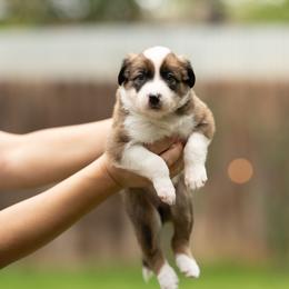 Astra - Sable female Border Collie puppy in Austin, Texas from Border Collie dei Fanelli