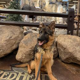 German Shepherd Puppies from Golden Ridge