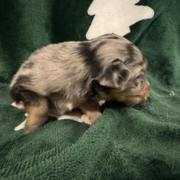 Bell - Blue merle female Toy Australian Shepherd puppy in Morganfield, Kentucky from 4T Toy and Mini Australian Shepherds