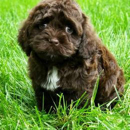 Cockapoo and Goldendoodle Puppies from Robbin's Treasures