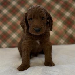 Bolt - Red  male Goldendoodle puppy in Fayetteville, Arkansas from Mountain Grove Doodles