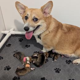 Pembroke Welsh Corgi puppies from Pordr Corgis