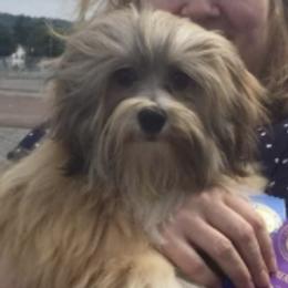 Havanese from Shape Of My Heart Havanese