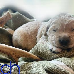 Stitch - Golden male Golden Retriever puppy in Florida from Golden Meadow