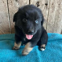 Hickory nut - Black tri-color male Australian Shepherd puppy in Whitwell, Tennessee from Owl Hollow Farm