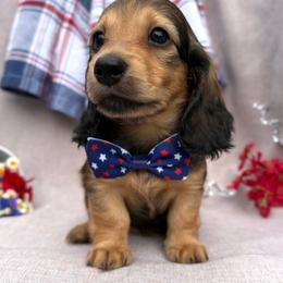 Jenga - Red female Dachshund puppy in Michigan from Hidden Haven Dachshunds