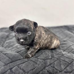 Preston - Brindle male Cairn Terrier puppy in Mountain Grove, Missouri from CreekTop