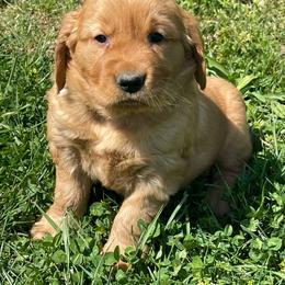 Like green - Dark golden male Golden Retriever puppy in Mount Carmel, Tennessee from HS Goldens