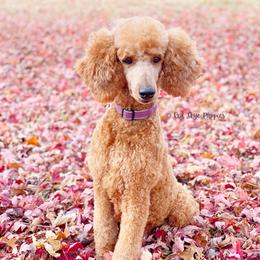 Skye - Red  female Poodle puppy in Republic, Missouri from Red Skye Puppies