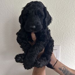 Boy 1 - Black male Goldendoodle puppy in Saginaw, Texas from Mariah's Goldendoodles