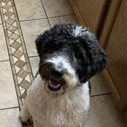 Sunny Day - Goldendoodle