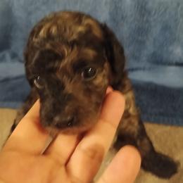 Rover - Merle male Cavapoo puppy in East Providence, Rhode Island from Marta's Cavaliers