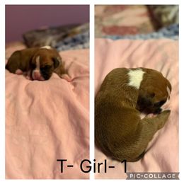 T-Girl-1 - Fawn female Boxer puppy in Evington, Virginia from Buffalo Creek Boxers