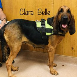 Australian Cattle Dogs and Bloodhounds from Hardiman’s Howlin’ Hounds