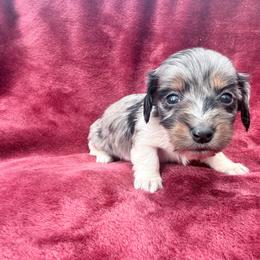 Black and tan dapple piebald big spot Female - Dapple female Dachshund puppy in Umatilla County, Oregon from Divine Dogs