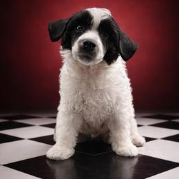Cheshire Cat - Black and white male Chinese Crested puppy in Destin, Florida from Fairy Tale Cresteds
