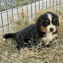Red Collar - Black rust and white female Bernese Mountain Dog puppy in Comer, Georgia from Water Oak Farm
