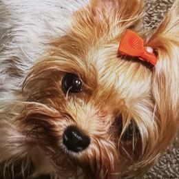 Ginger - Yorkshire Terrier