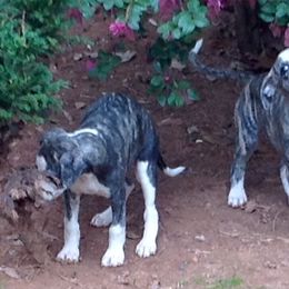 Havanese and Whippets from Alerek whippets and Havanese