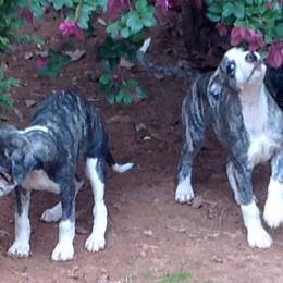 Havanese and Whippets from Alerek whippets and Havanese