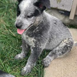 Australian Cattle Dog Puppies from Quarter Acre Farms