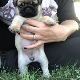 Havanese and Pug Puppies from Casa Blanca Pugs & Mardi Gras Havanese