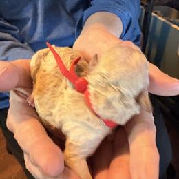 Scarlett's - Apricot female Assorted Doodle Crosses puppy in Mt Pleasant, Texas from Hippdoodranch