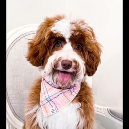 Oakleigh - Australian Labradoodle