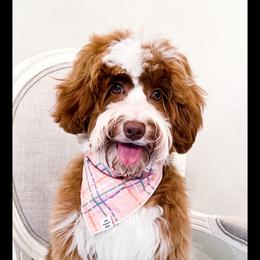 Oakleigh - Australian Labradoodle