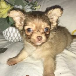 Chihuahua Puppies from Chilove Chihuahuas