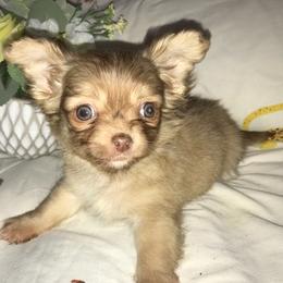 Chihuahua Puppies from Chilove Chihuahuas