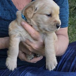 Girl 6 - female Golden Retriever puppy in Woodbridge, Virginia from Goldens of Northern Virginia