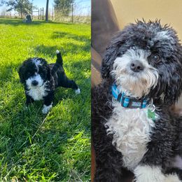 Bernedoodle and Cockapoo Puppies from Doodles of Joy