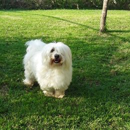 Max - Coton de Tulear
