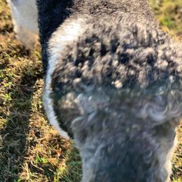Poodles from Heaven’s Stables