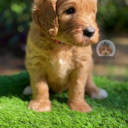 Goldendoodle and Poodle Puppies from Poodlely & Great Doodles