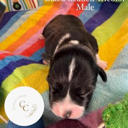 Rainbow - Black and tan male Pembroke Welsh Corgi puppy in Salisbury, Maryland from Coastal Corgis