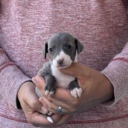 Girl 2 - Blue female Italian Greyhound puppy in Sugar Valley, Georgia from Pinnacle Farm and Kennel
