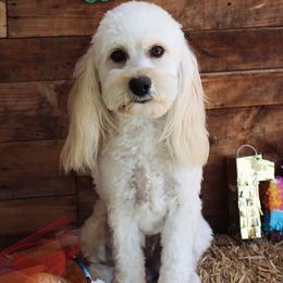 Molly - Cockapoo