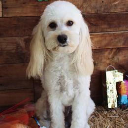 Molly - Cockapoo