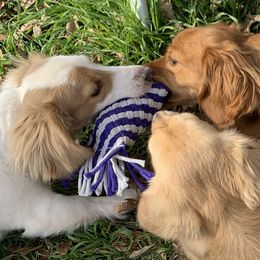 Dachshunds from Long Dogs in The Falls