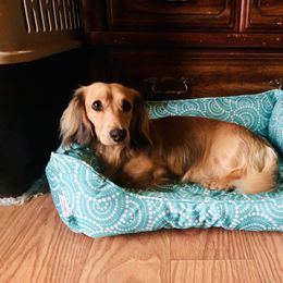 Dachshund All Grown Up from Desert Sunset Dachshunds