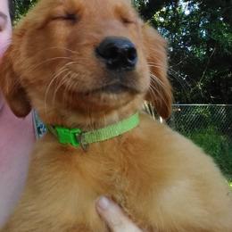 Golden Retriever Puppies from Ginger Snap Golden Retrievers